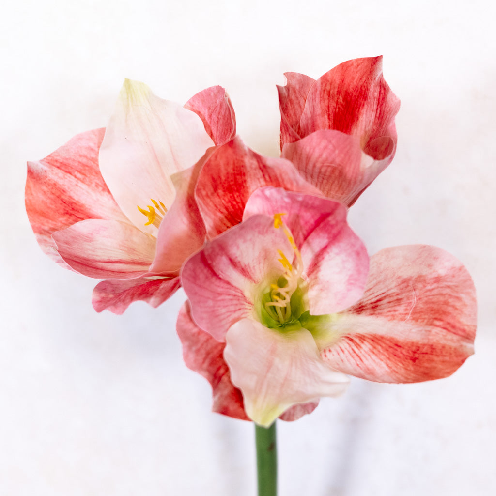 Stelo di Amaryllis crema rosato