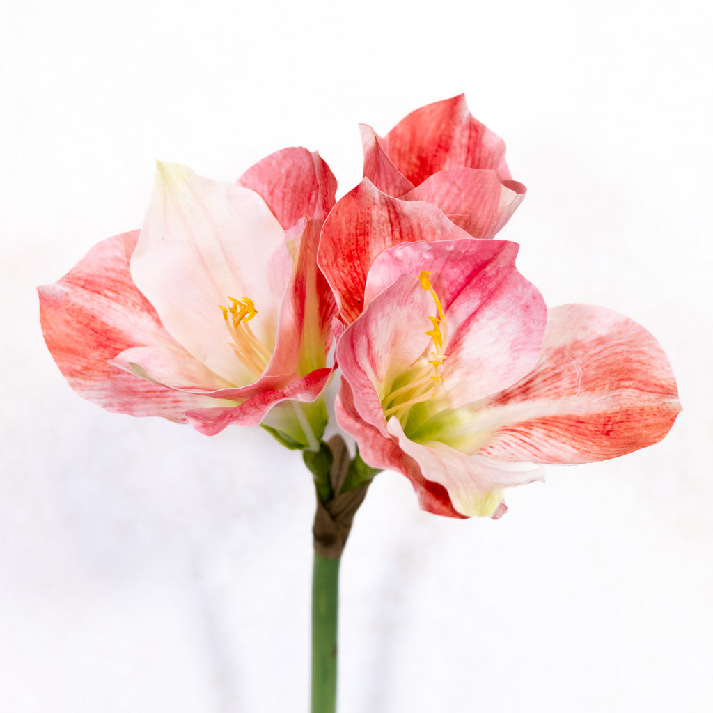 Stelo di Amaryllis crema rosato