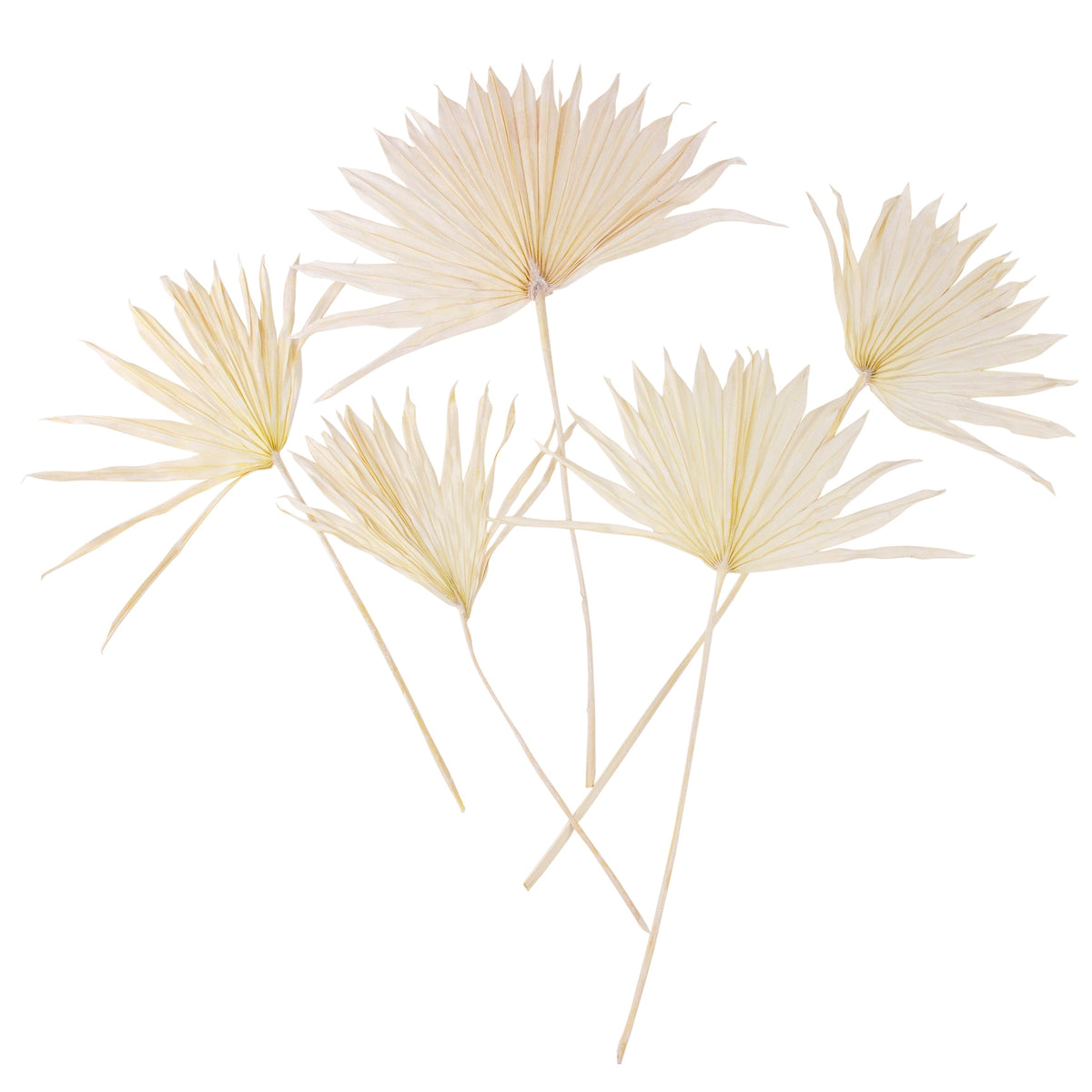 Bleached Sun Palms Bundle