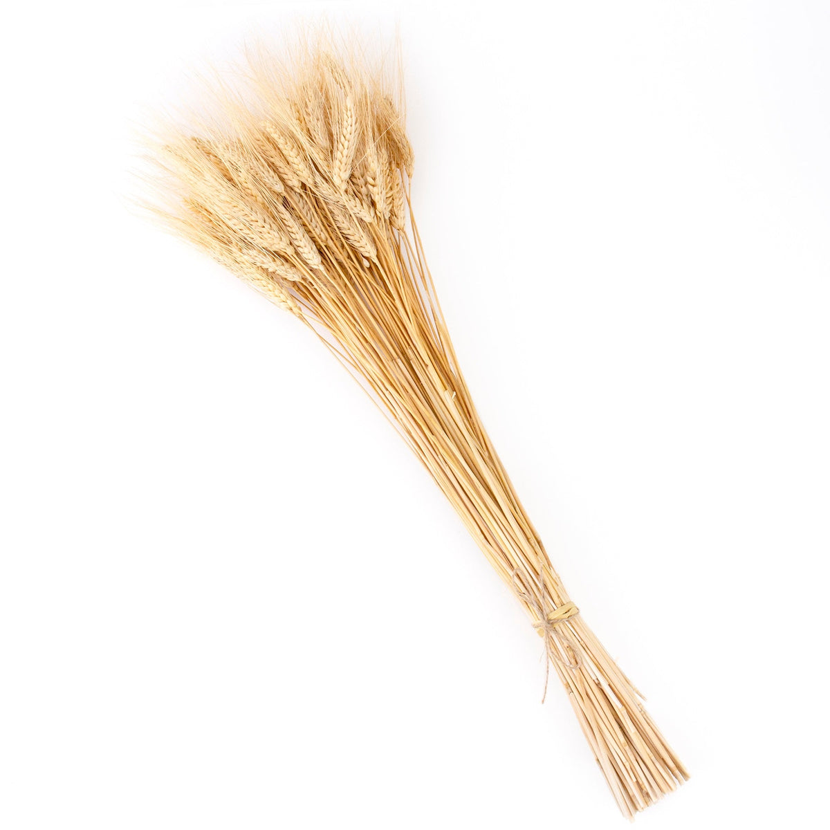 Fascio di grano essiccato