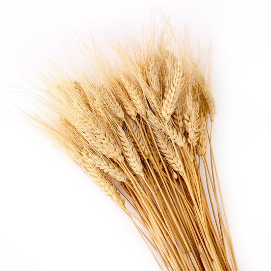 Dried Wheat Bundle