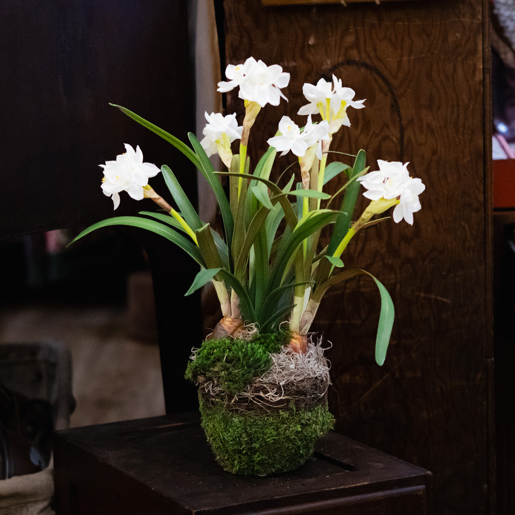 Double Paperwhite Potted