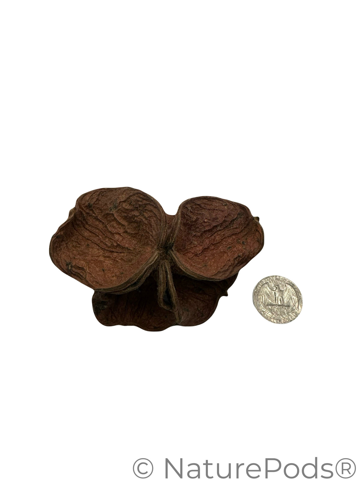 Gousse de lotus terrestre