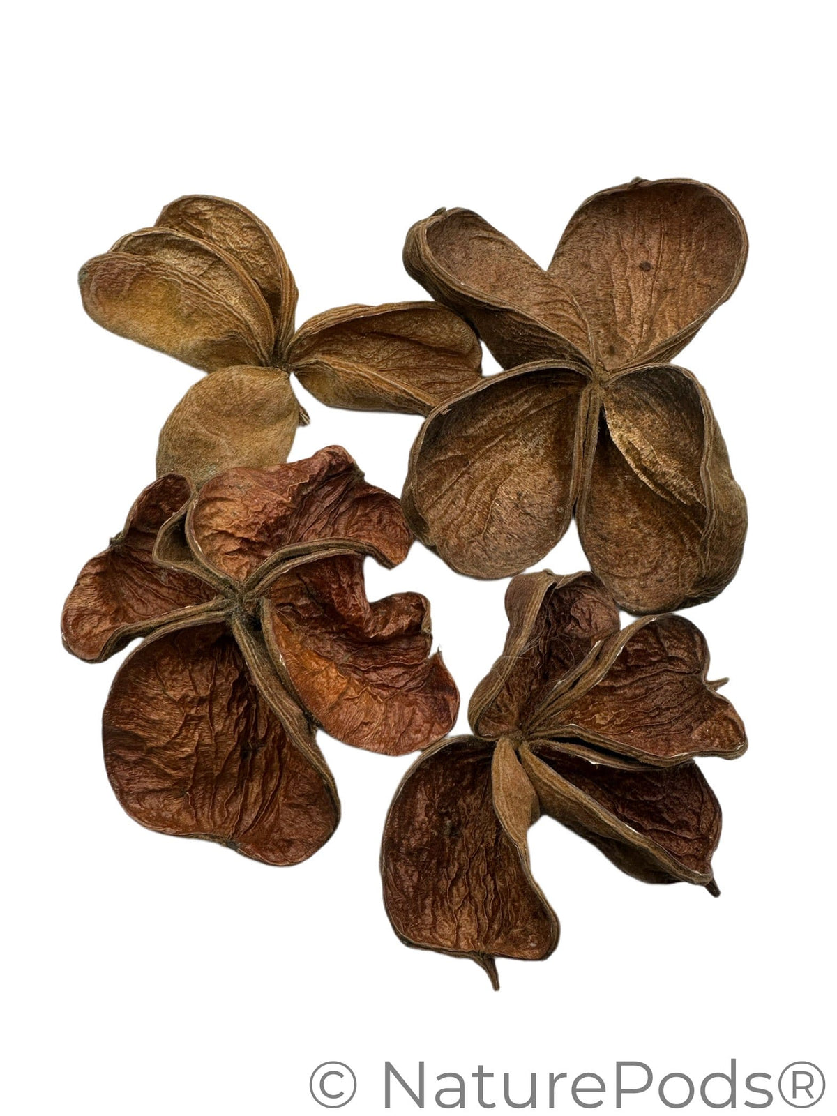 Gousse de lotus terrestre