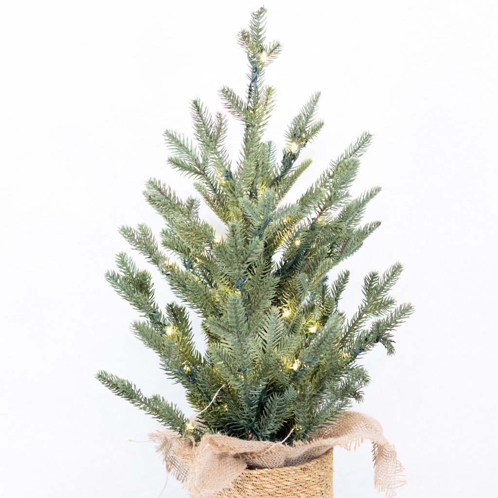2 ft. Pre Lit Spruce Tree in Potted Burlap