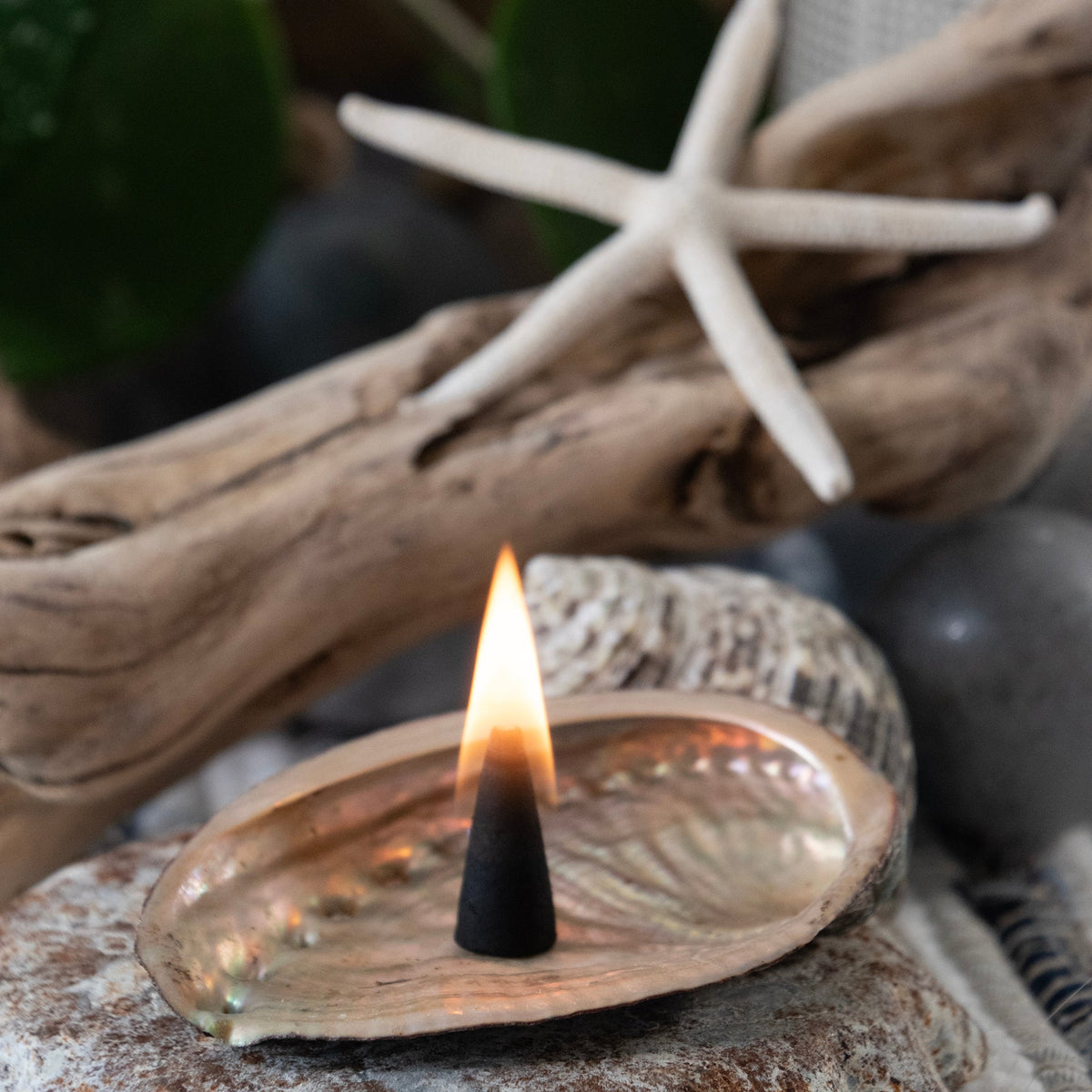 Abalone Shell