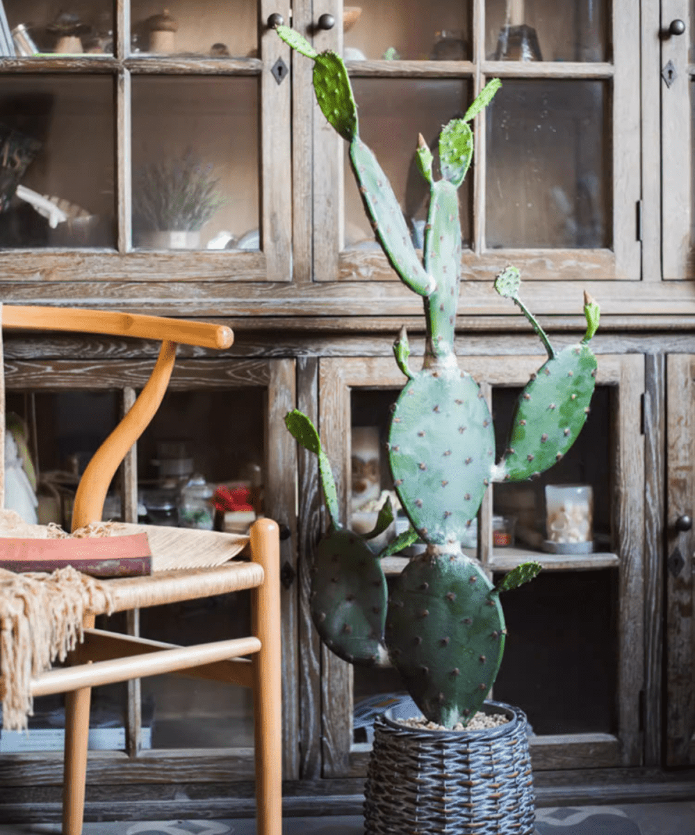 Cactus artificiel en pot, différents styles