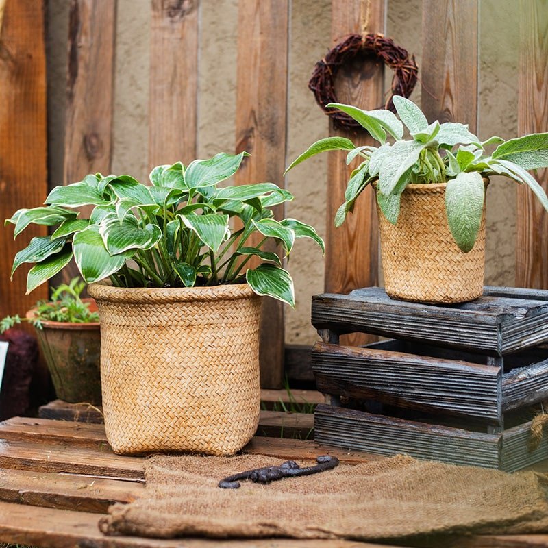 Jardinière en béton style panier
