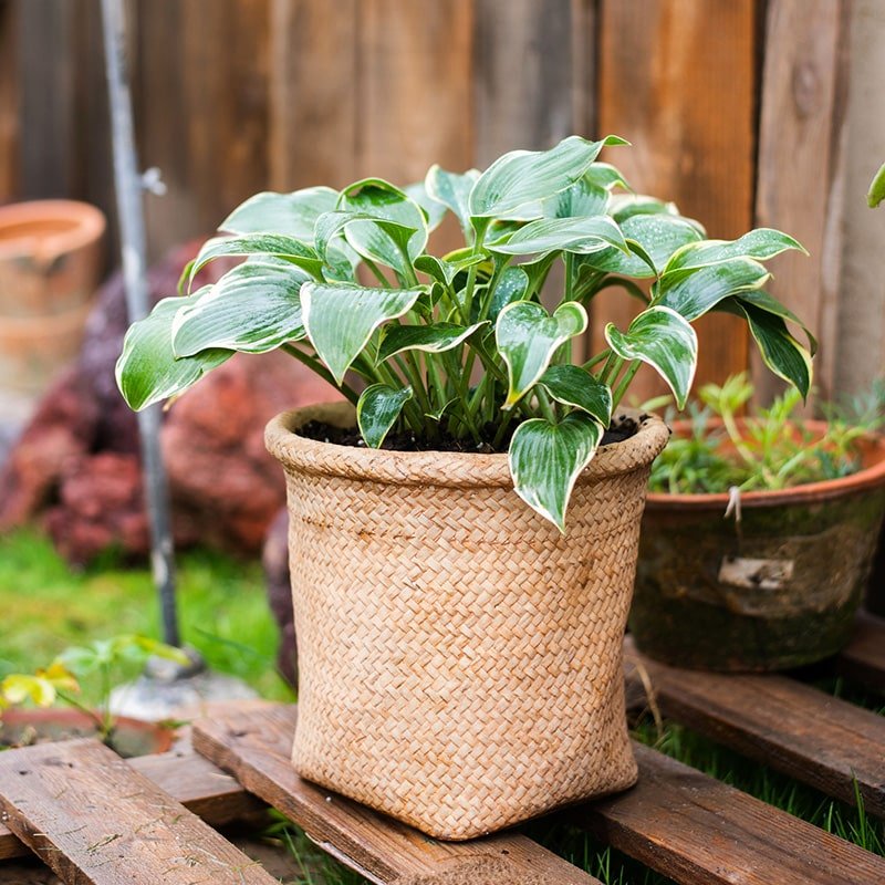 Jardinière en béton style panier