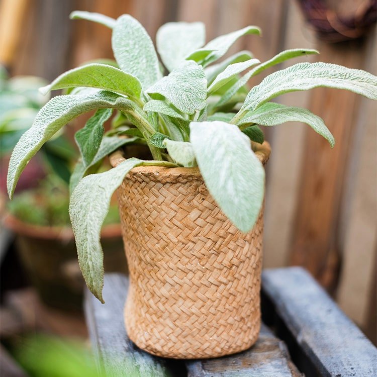 Jardinière en béton style panier
