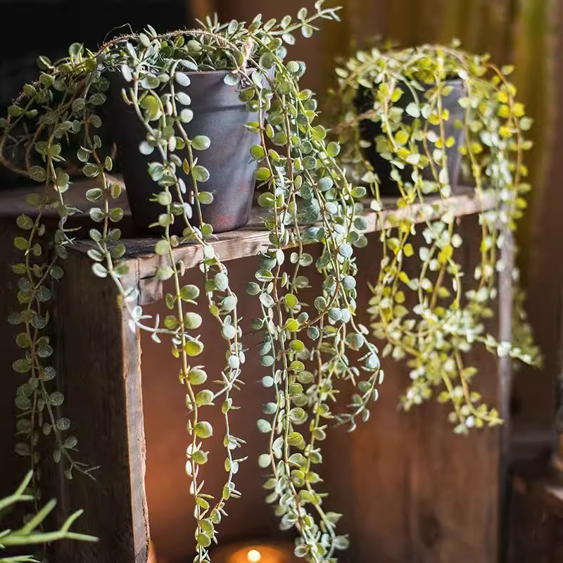 Pianta artificiale ricadente di Ceropegia in vaso