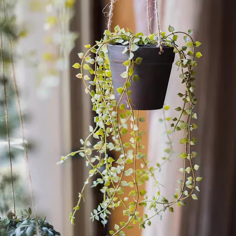 Pianta artificiale ricadente di Ceropegia in vaso