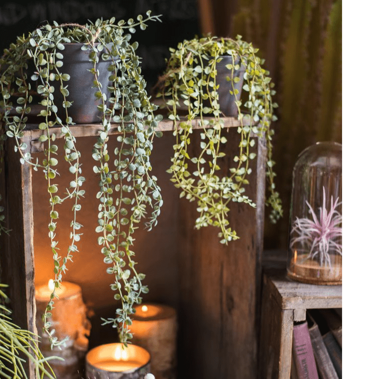 Pianta artificiale ricadente di Ceropegia in vaso