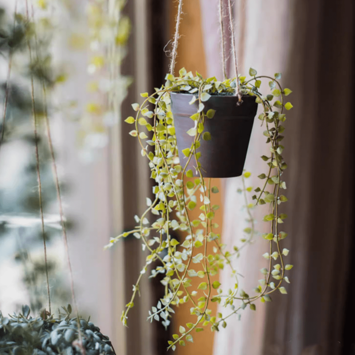 Pianta artificiale ricadente di Ceropegia in vaso