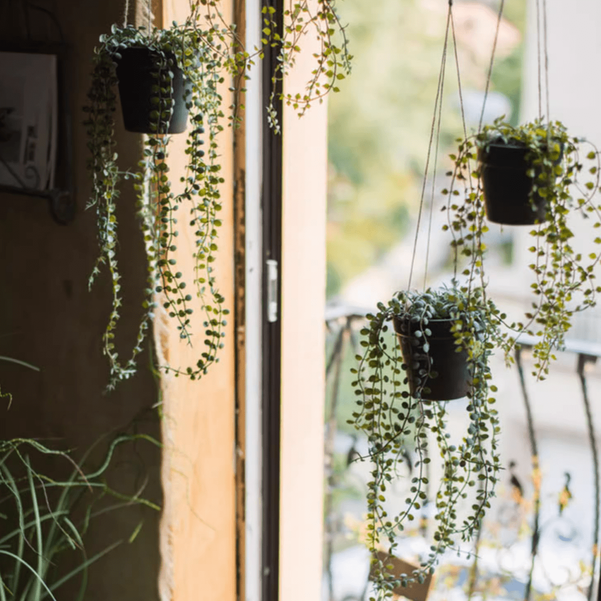 Pianta artificiale ricadente di Ceropegia in vaso