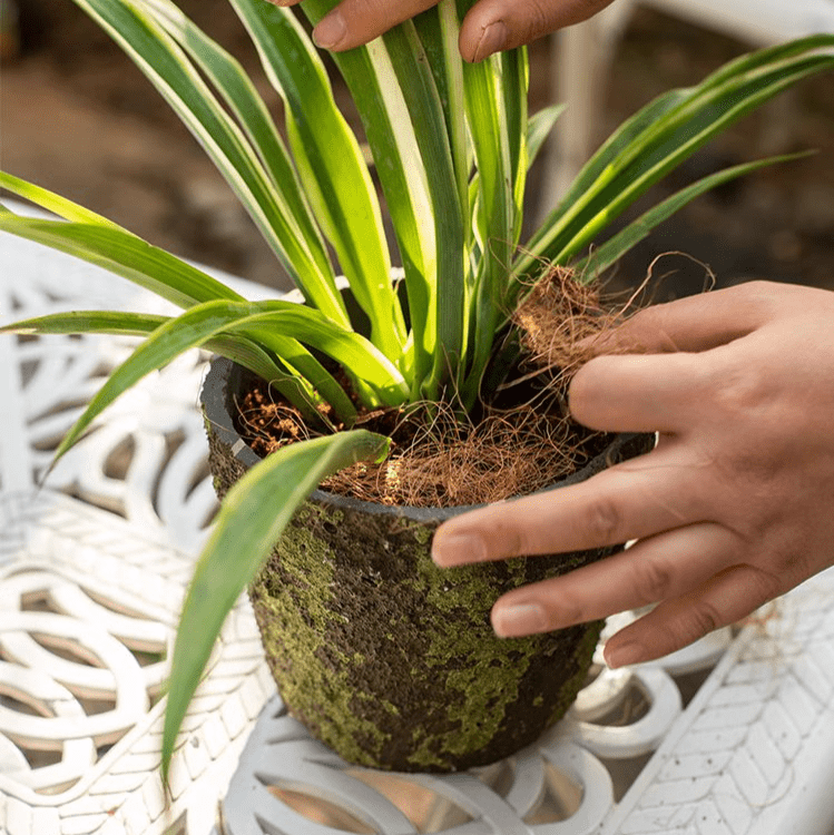 Lot de 3 matériaux de rembourrage et de décoration de surface en fibre de coco pour pots de plantes