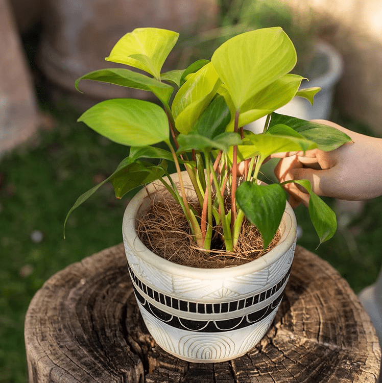 Lot de 3 matériaux de rembourrage et de décoration de surface en fibre de coco pour pots de plantes