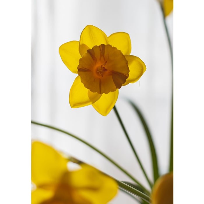Stelo di fiore di narciso artificiale in seta gialla, altezza 19"