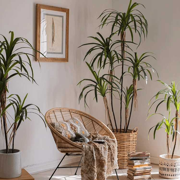 Dracaena artificiale