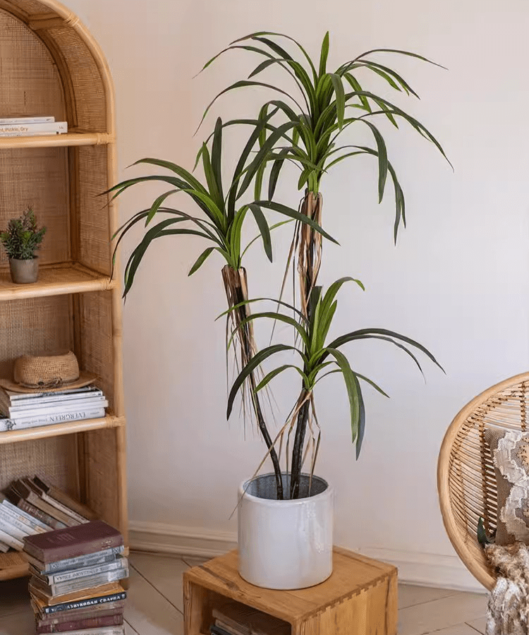 Dracaena artificiale