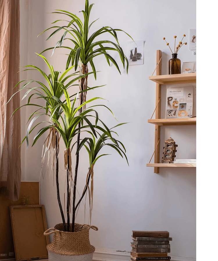 Dracaena artificiale