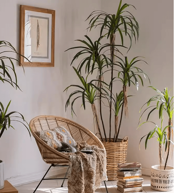 Dracaena artificiale