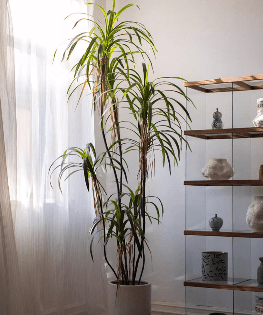 Dracaena artificiale