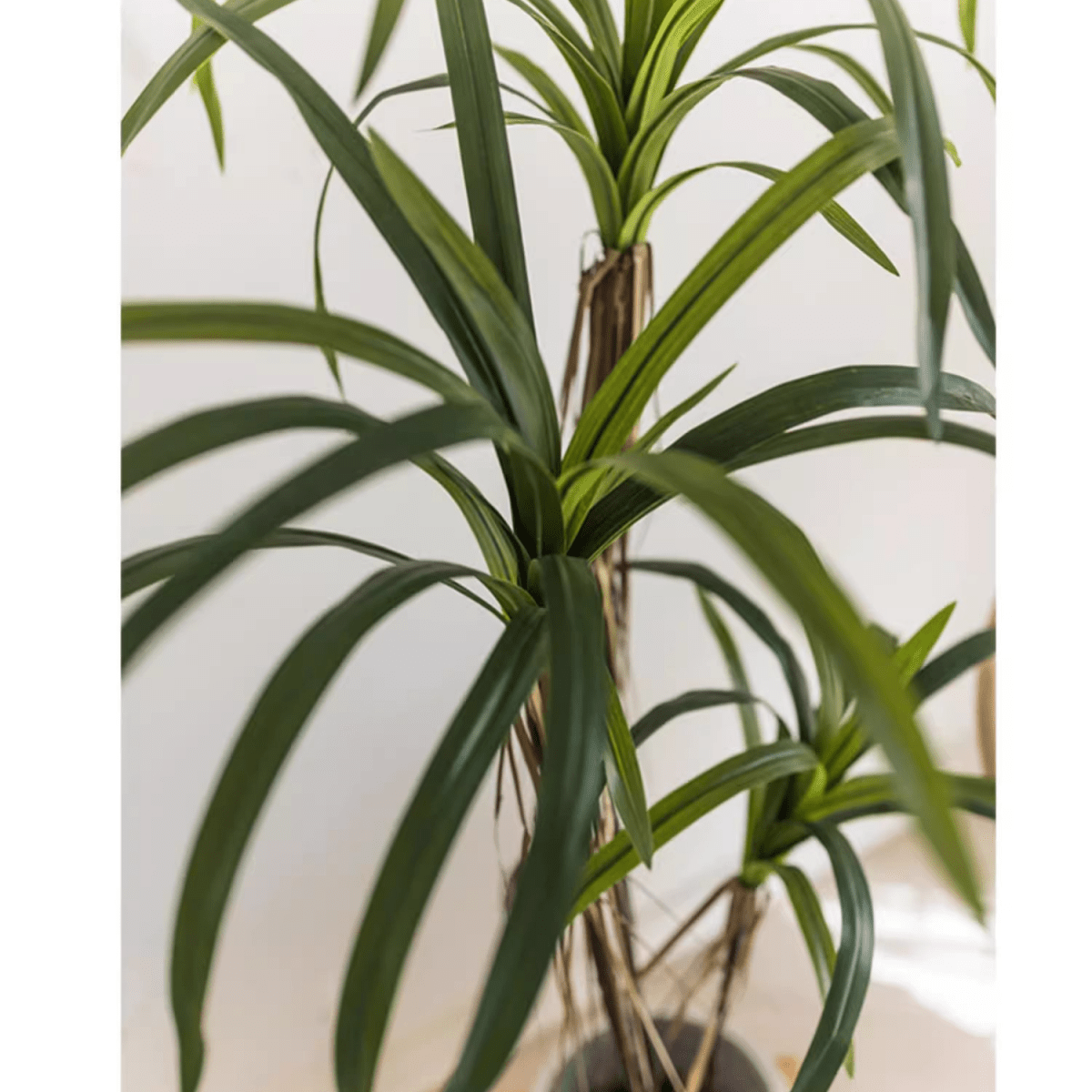 Dracaena artificiale