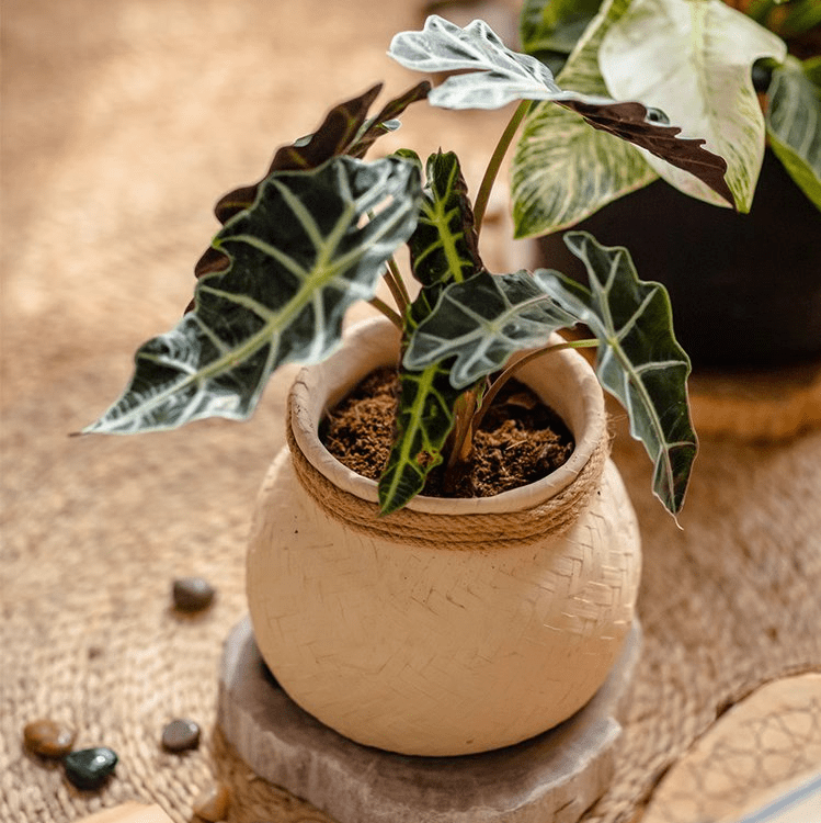 Jardinière en ciment tressé imitation bambou