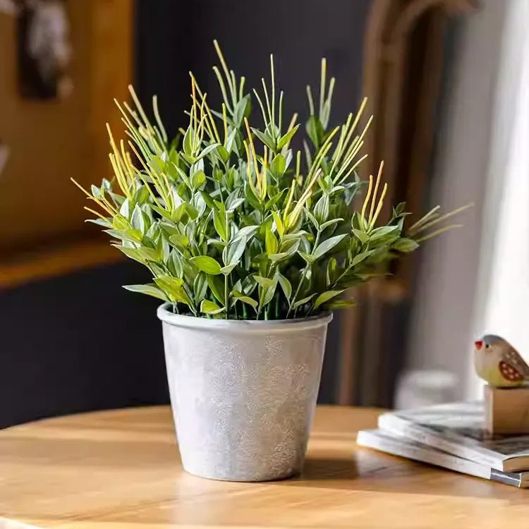 Plante en pot Aiguille dorée