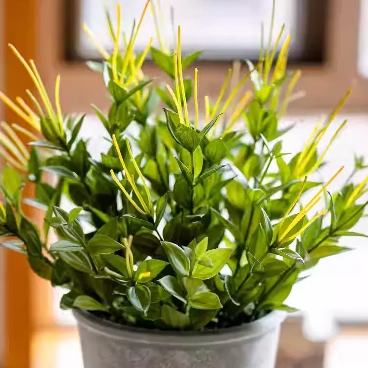 Plante en pot Aiguille dorée