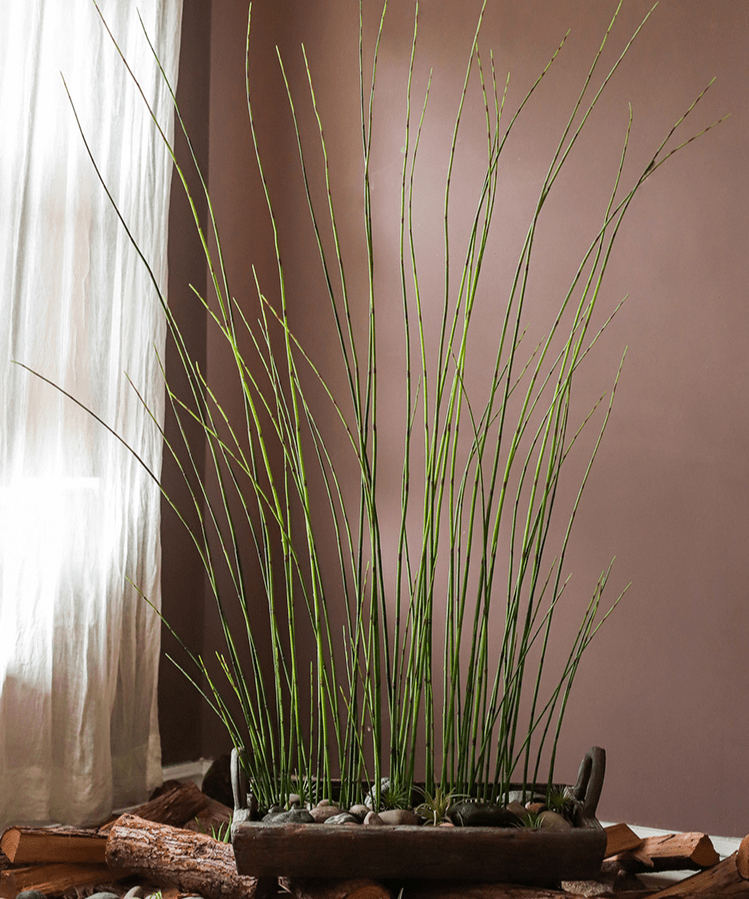 Pianta equiseto artificiale a stelo lungo, effetto ruvido, altezza 137 cm