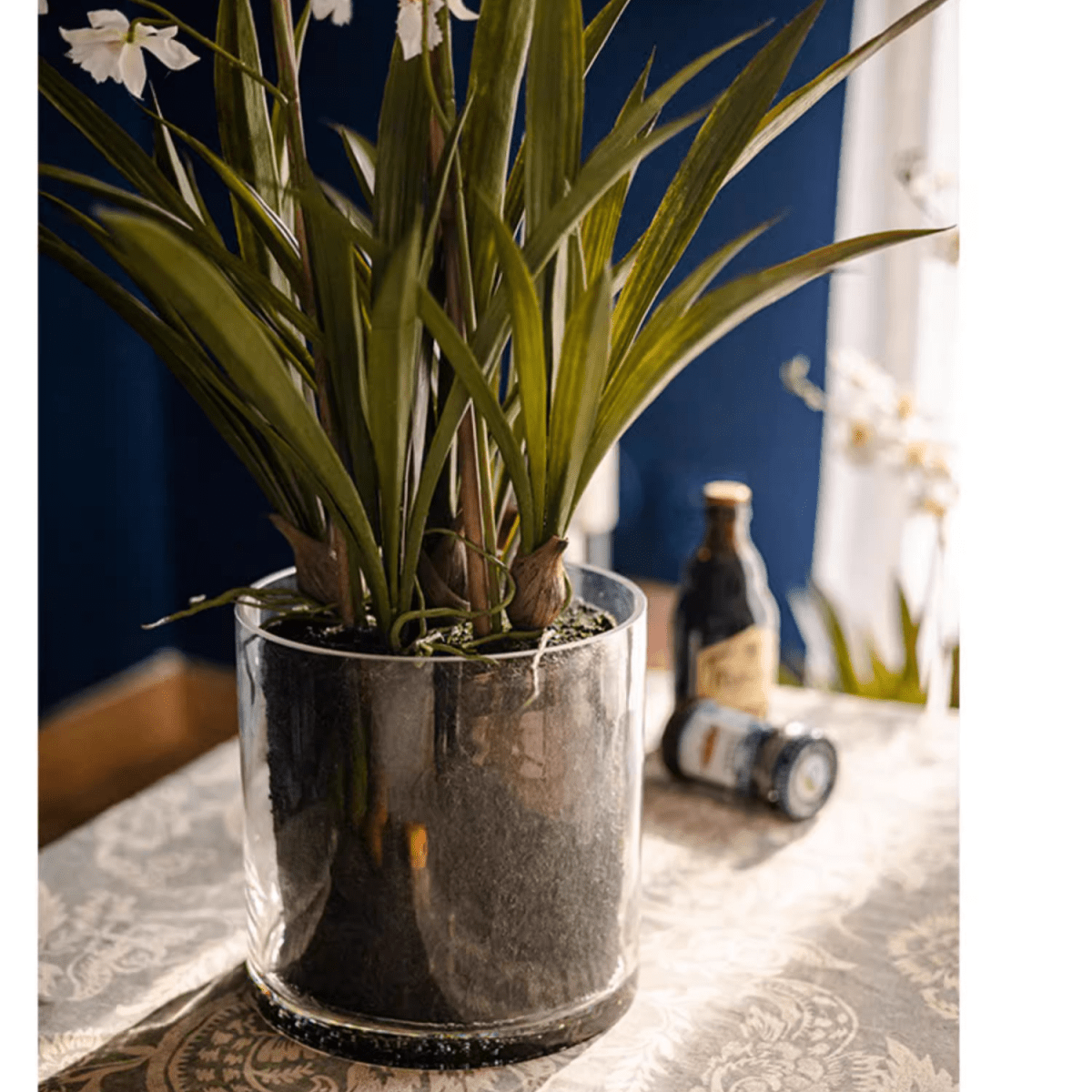 Orchidée blanche Hui Lan en pot en verre