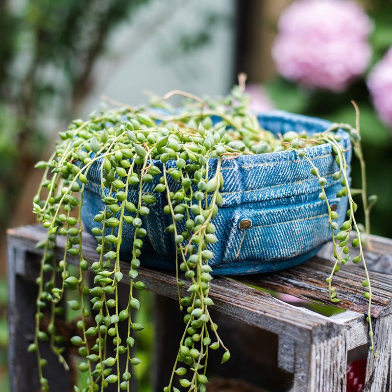 Pot de fleurs en ciment Pantalon en jean bleu
