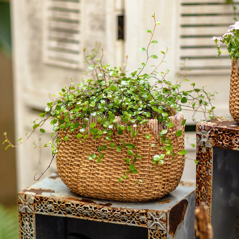 Jardinière en ciment aspect panier en paille pour femme