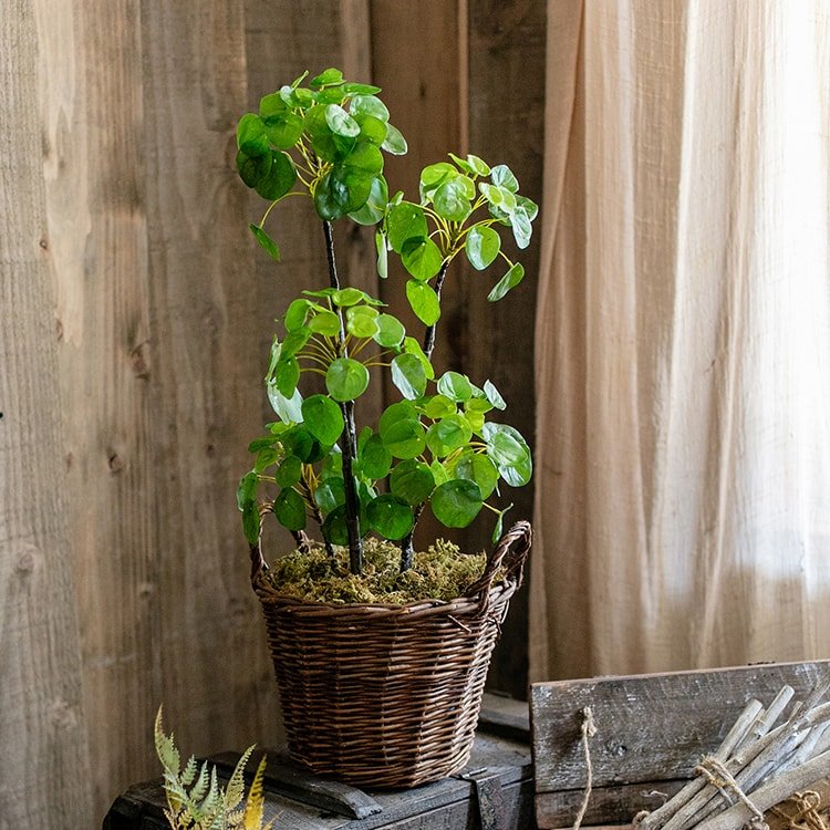 Pianta di Pilea artificiale in vaso, altezza 66 cm