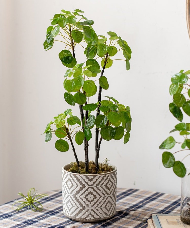 Pianta di Pilea artificiale in vaso, altezza 66 cm