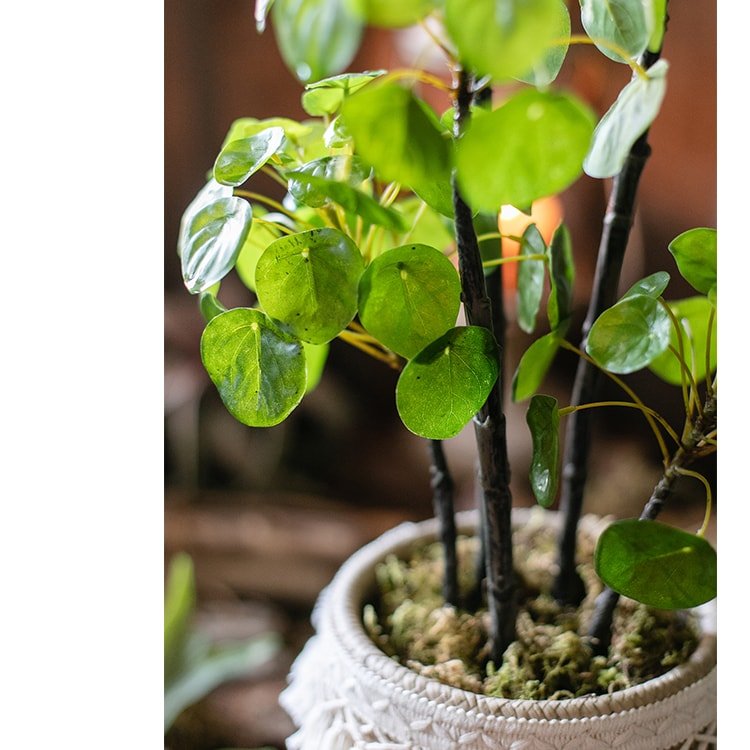 Pianta di Pilea artificiale in vaso, altezza 66 cm