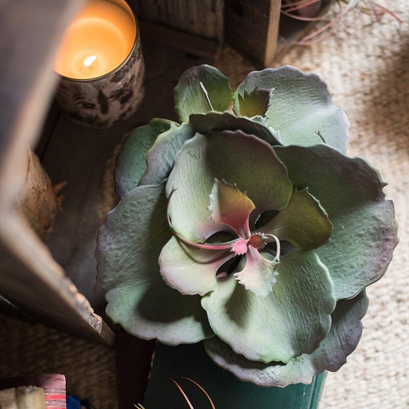 Pianta succulenta artificiale gigantea al tatto in vaso