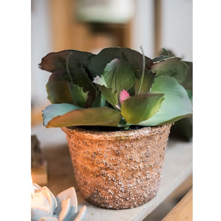 Pianta succulenta artificiale gigantea al tatto in vaso