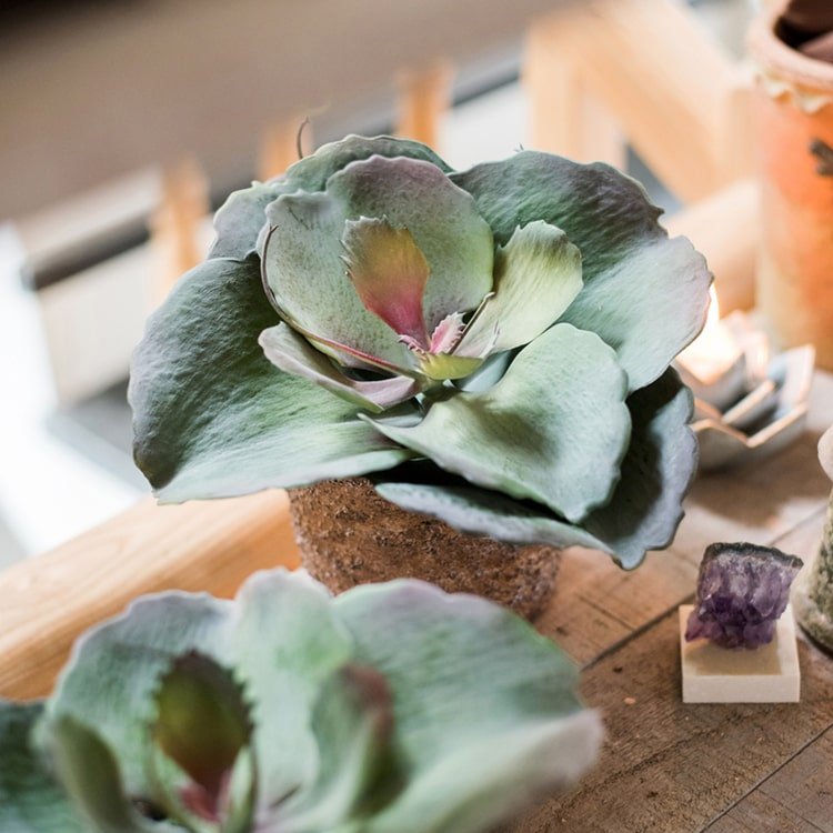Pianta succulenta artificiale gigantea al tatto in vaso