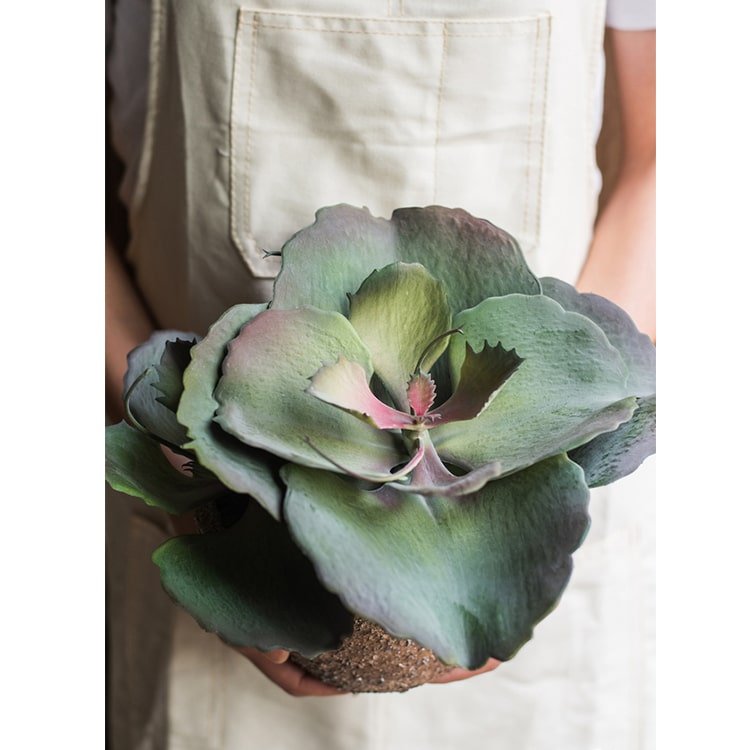 Pianta succulenta artificiale gigantea al tatto in vaso