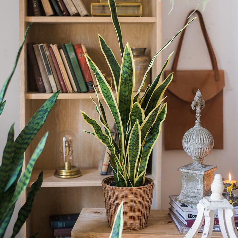 Pianta artificiale di sansevieria in vaso con foglie bordate di giallo