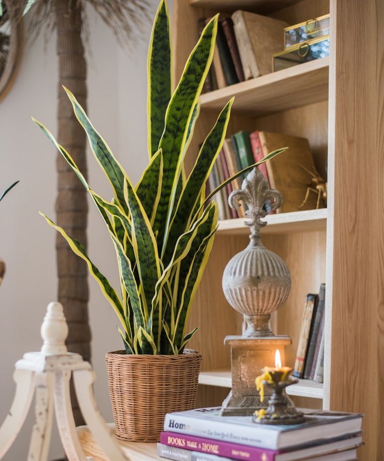 Pianta artificiale di sansevieria in vaso con foglie bordate di giallo