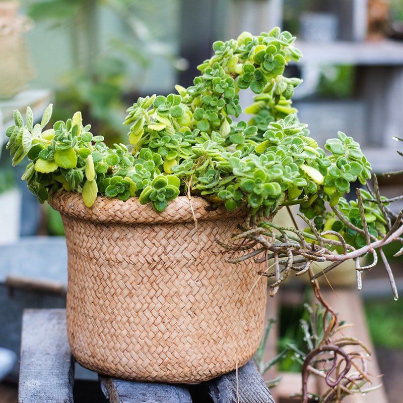 Jardinière en béton style panier en osier