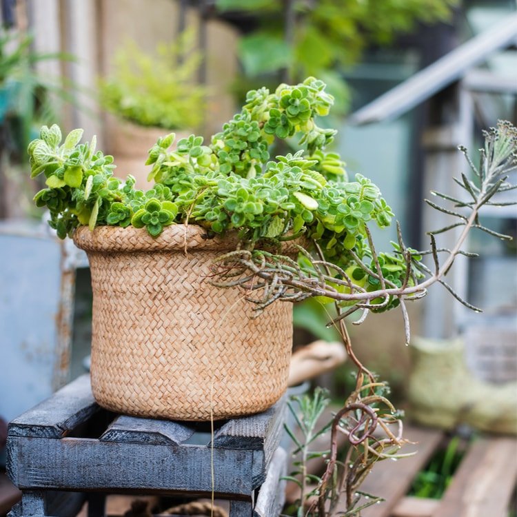 Jardinière en béton style panier en osier