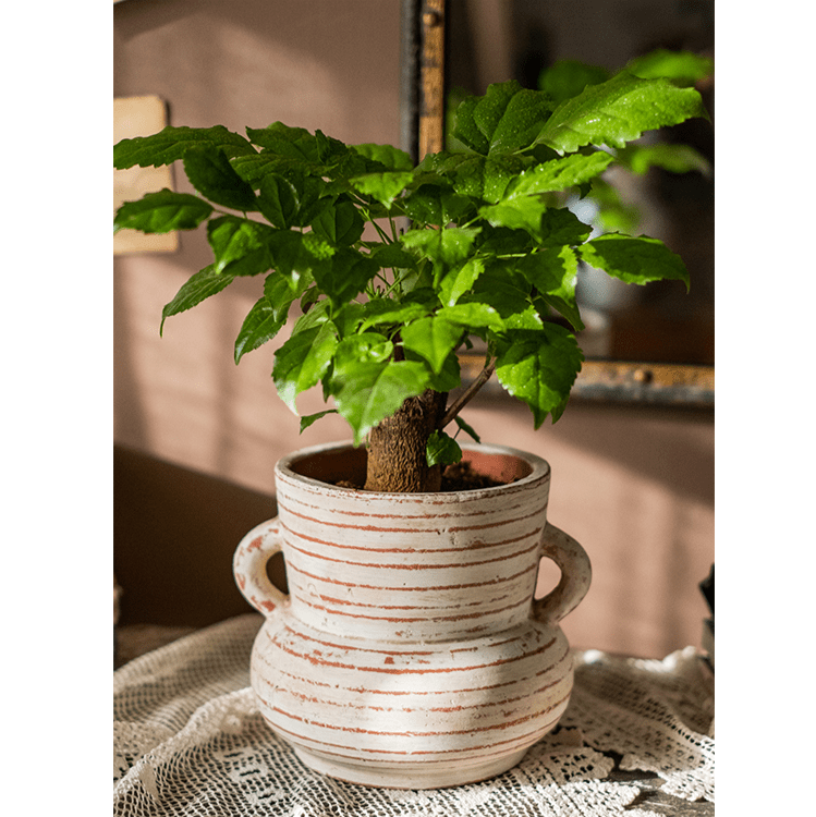 Vase jardinière en terre cuite avec anses