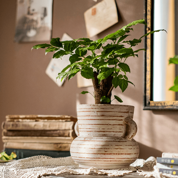 Vase jardinière en terre cuite avec anses