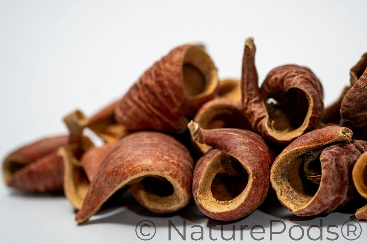Gousses de graines de Dysoxylum Lafia - Lot de 15