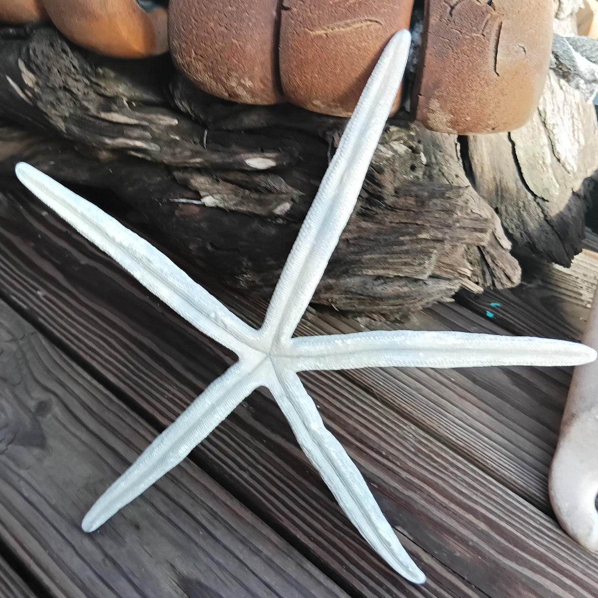Giant Natural Blue Starfish Linkia Star – Linkia laevigata